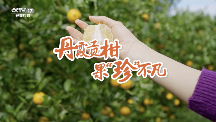 长在丹霞山下的丹霞贡柑，到底有多甜？