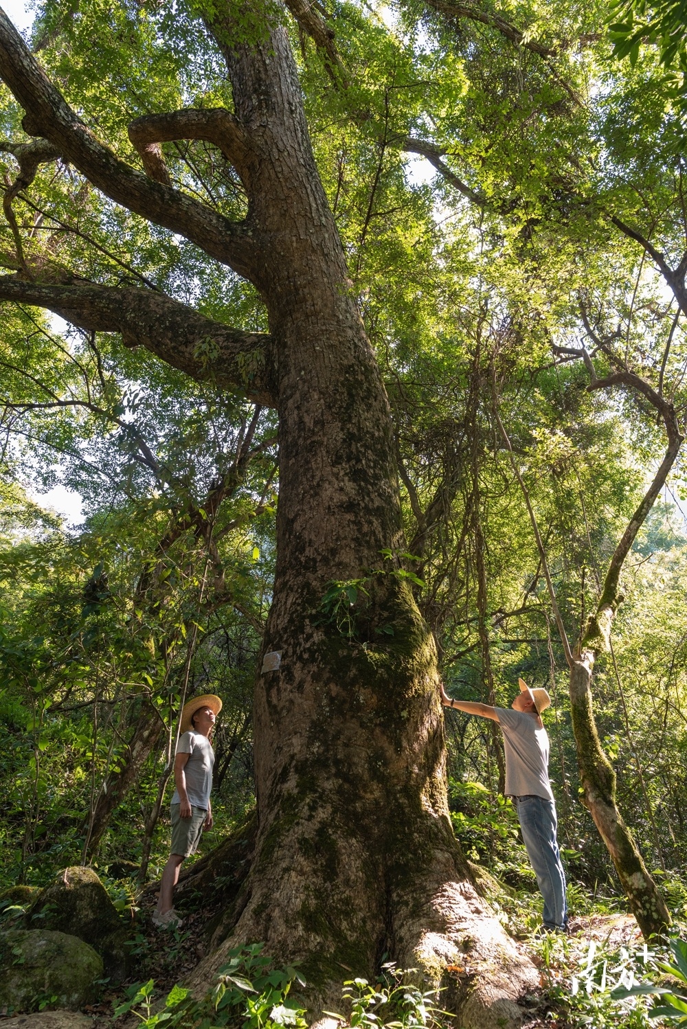 秤架古树群拥有300年以上的檵木284棵。