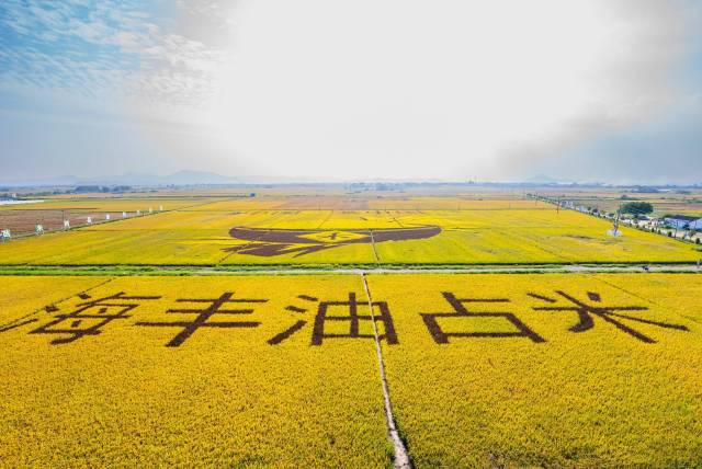 今年最后的稻浪美景在这里！定位：广东汕尾
