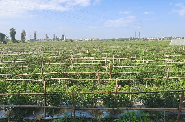 冬种菜重镇进入上市高峰！广东菜供应全国