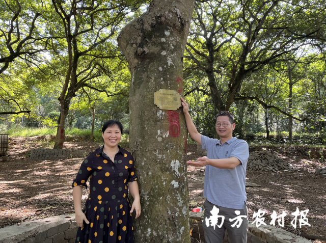 潮州橄榄树认购挂牌。
