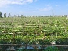 冬种菜重镇进入上市高峰！广东菜供应全国 | “飞渡计划”系列报道②