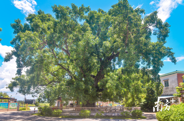 南方广东十大最美古树群名单揭晓