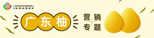 柚甜价好！梅州金柚走俏市场，客商云集果农忙
