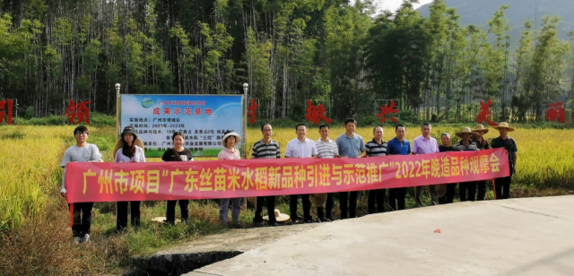 加大品种技术示范推广，省农科院水稻所助力增城丝苗米产业发展