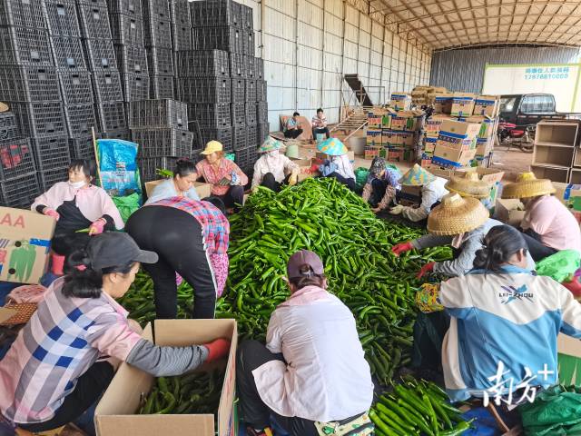 雷州市赴源农业发展有限公司内拣选辣椒。戴甜甜 摄