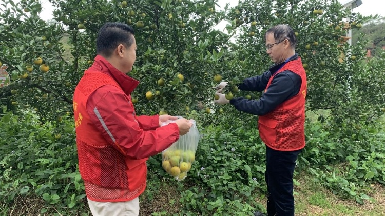严抓贡柑安全！德庆擦亮“国家农产品质量安全县”金字招牌