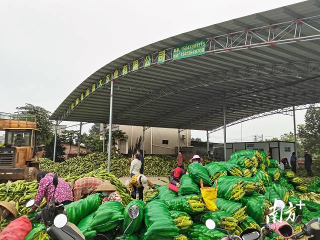 徐闻县新富大农业有限公司档口玉米集中装车销售。戴甜甜 摄