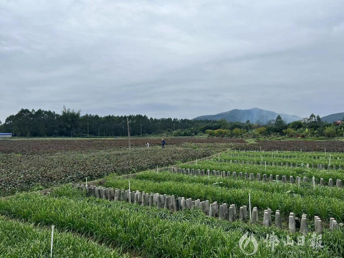 2021年，明西村获区农村人居环境整治考核第二名。