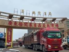 销量扩大！广东冬种菜在北方市场需求大增｜“飞渡计划”系列报道⑥