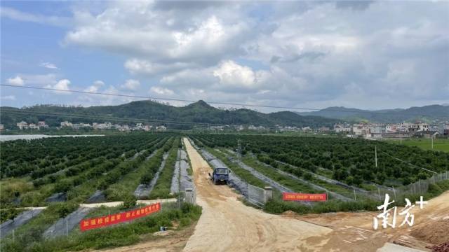 柑橘种植示范基地。