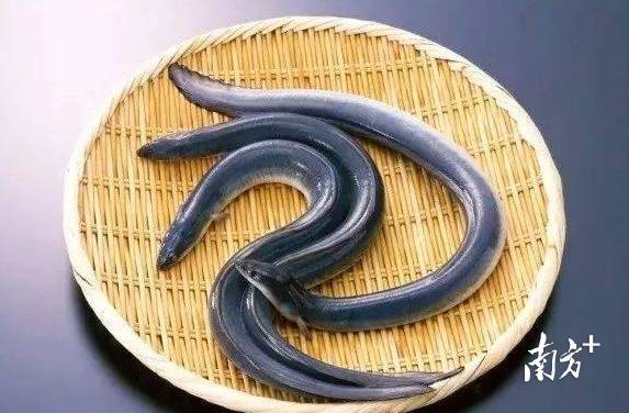 台山鳗鱼。