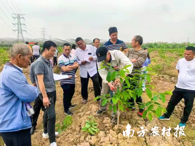 广东唯一！南沙东涌镇农业农村技术服务中心获评“全国五星基层农技推广机构”