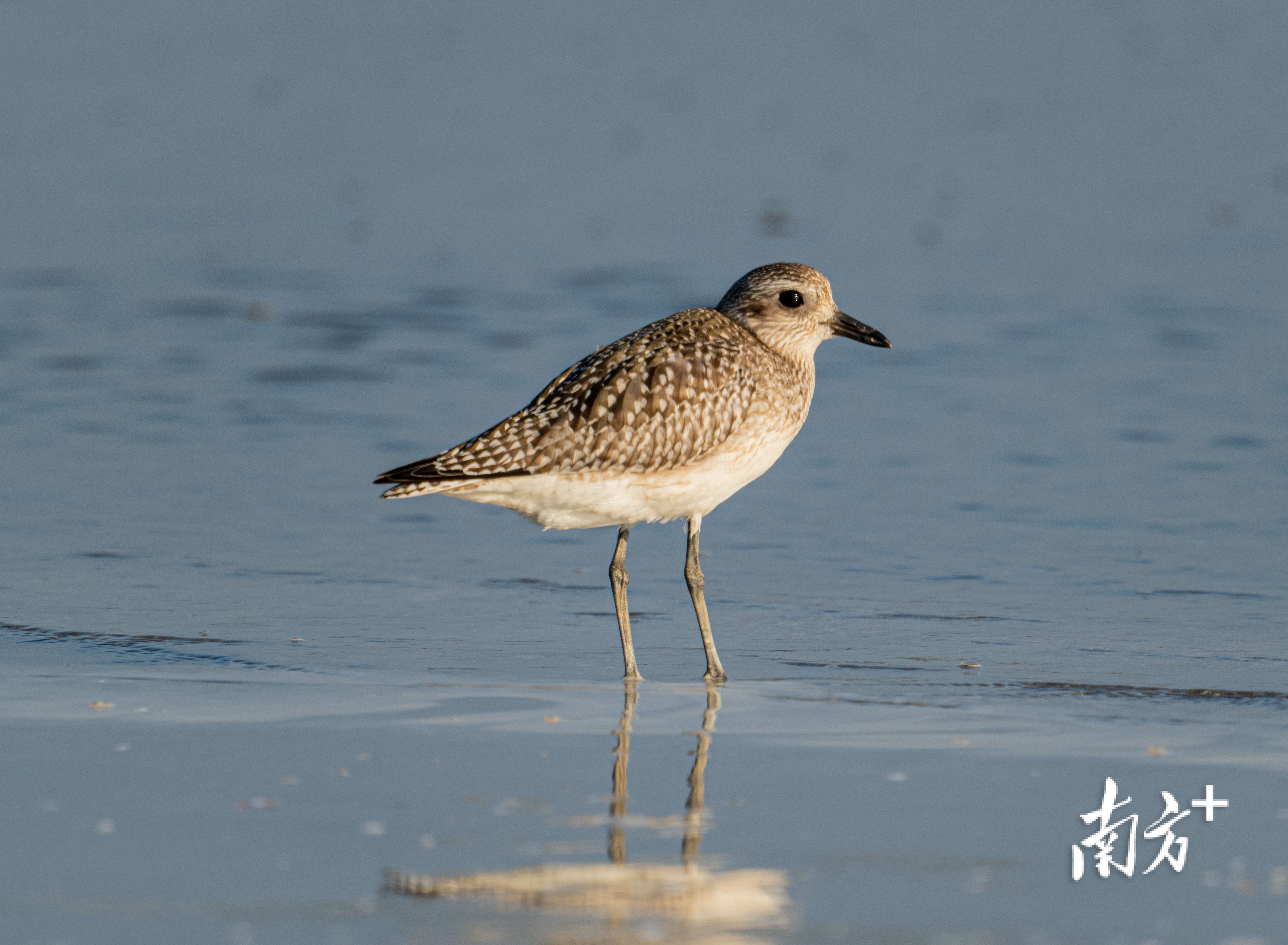 南方图集丨广东迎越冬候鸟迁徙高峰数十万候鸟飞临广东沿海湿地