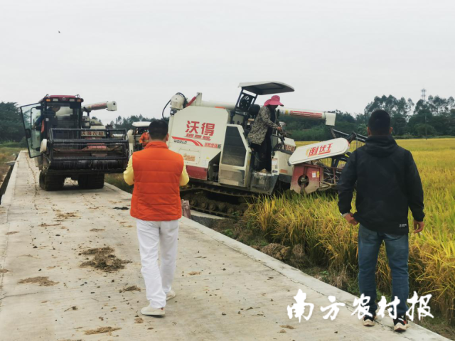 糖尿病人的福音！广东开平市成功试种稳糖米，亩产近1000斤