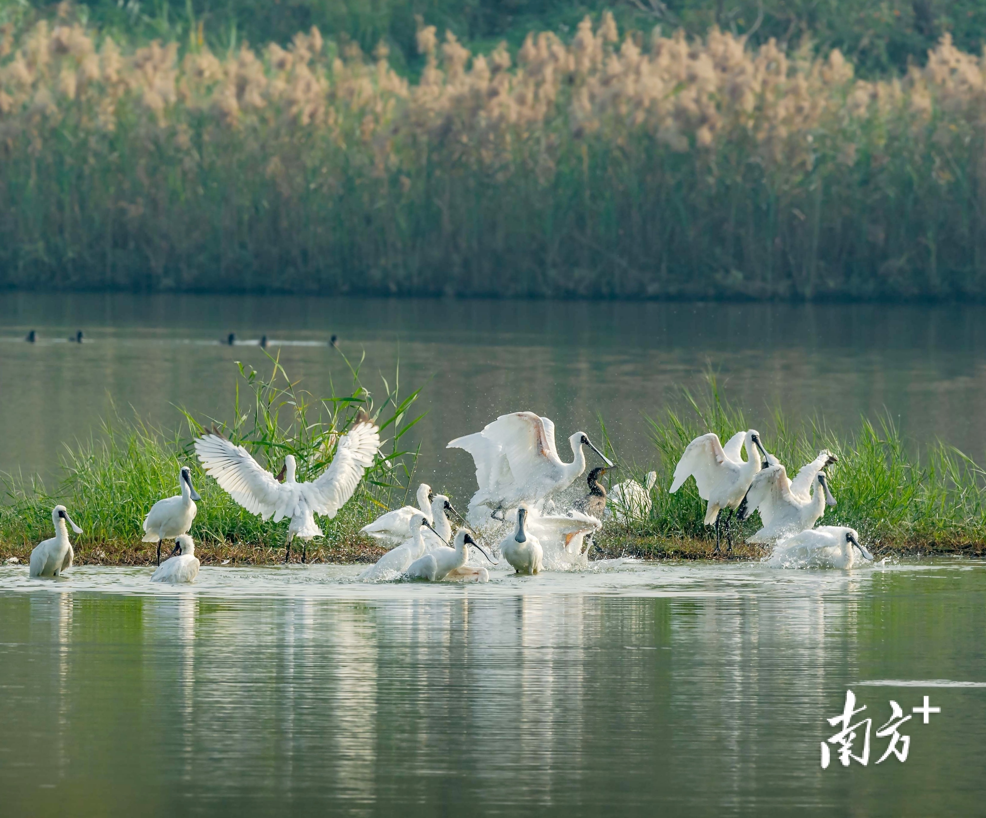 南方图集丨广东迎越冬候鸟迁徙高峰数十万候鸟飞临广东沿海湿地