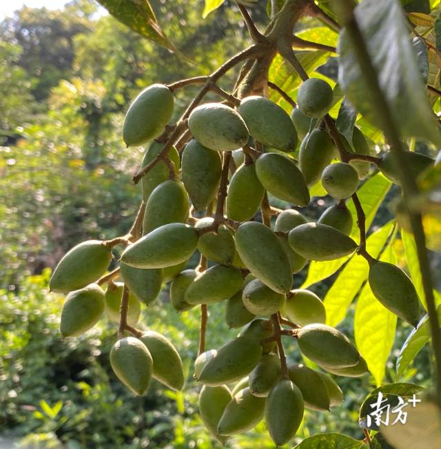 “橄榄十问”之一:油橄榄、橄榄、乌榄、油甘,傻傻分不清?_南方网
