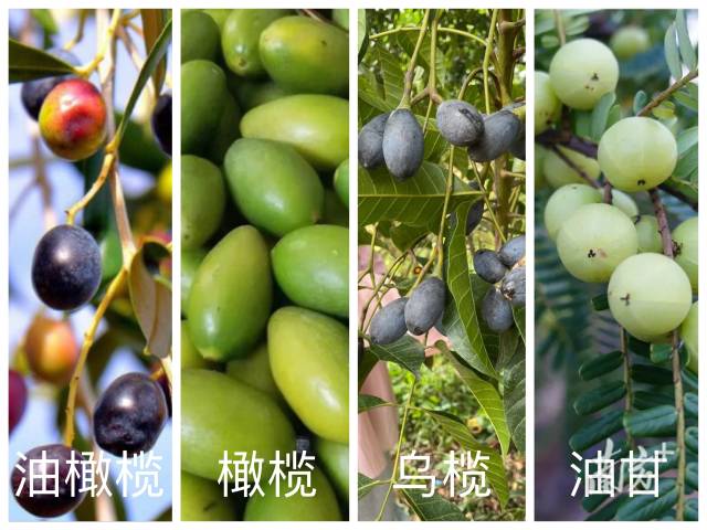 “橄榄十问”之一：油橄榄、橄榄、乌榄、油甘，傻傻分不清？_南方网