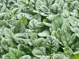 圣尼斯耐热菠菜品种迎突破，夏季能种了！
