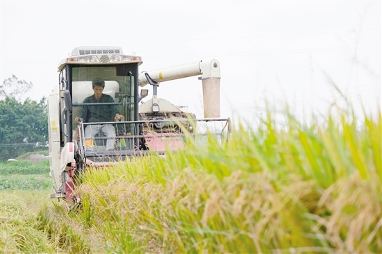 与台山市国有粮食集团签订订单的种粮大户梁敏杰,今年再次获得丰收。 陈方欢 摄 与台山市国有粮食集团签订订单的种粮大户梁敏杰,今年再次获得丰收。 陈方欢 摄