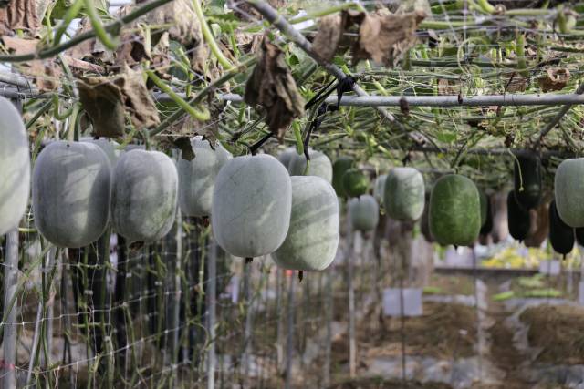 新趋势！9个菜瓜类重点推介品种出炉