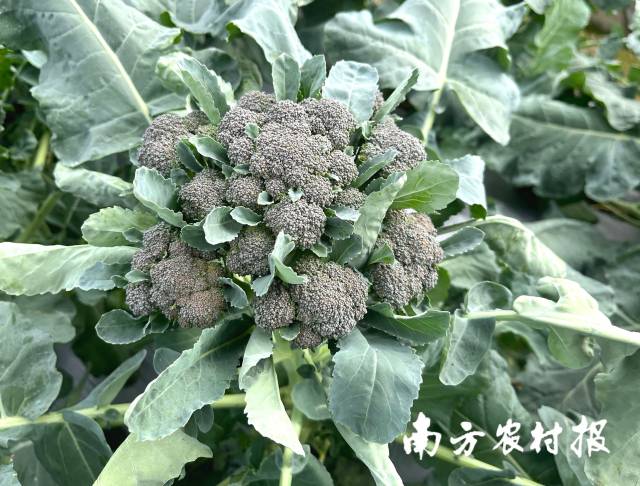南方农村报 测试11 拍摄