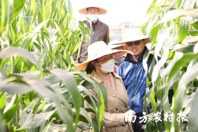 南方农村报 测试11 拍摄