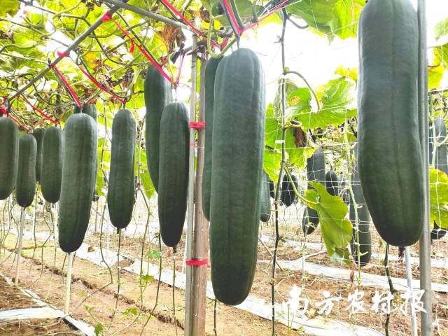 南方农村报 测试11 拍摄