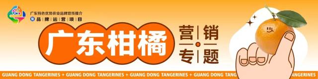 采购商盯上了！四会沙糖桔约十天后上市，品质超往年