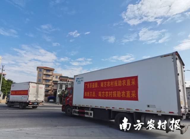 冷链直运鲜销全国！茂名电白发车千禧果16万斤｜“飞渡计划”系列报道⑪