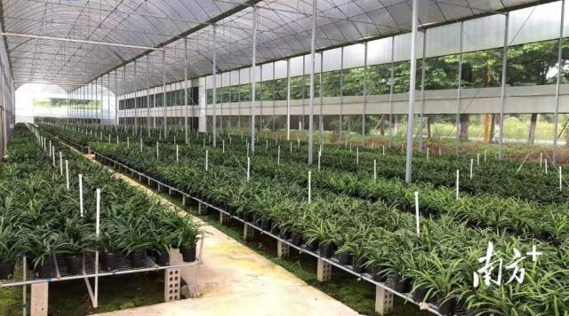 兰花长势一片向好。