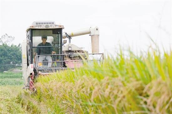 与台山市国有粮食集团签订订单的种粮大户梁敏杰，今年再次获得丰收。