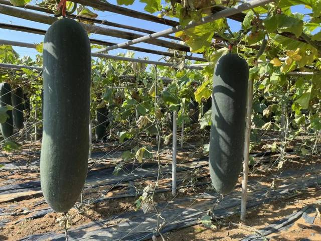 立足澄海“蔬菜王国”，广东和利农推出50余个新优品种