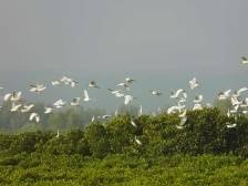 观鸟初体验｜海风