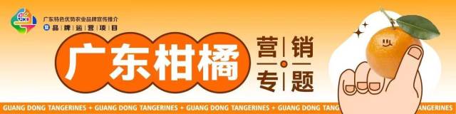 【广东柑桔行情周报④】临近尾市，新会核心区圈枝柑38元/斤