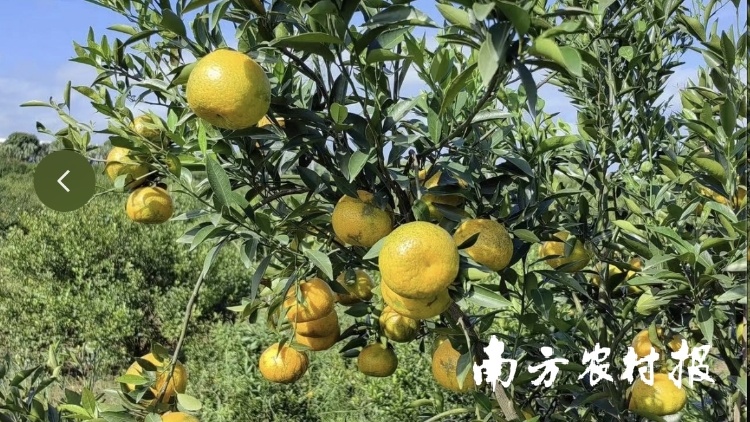 【广东柑桔行情周报④】临近尾市，新会核心区圈枝柑38元/斤
