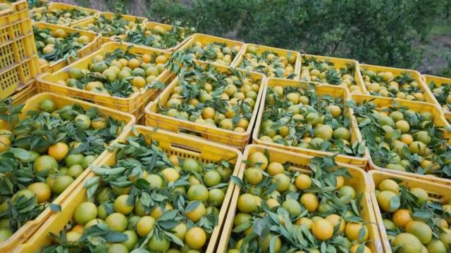 韶关这些“冬季特供”开卖！兰花每天稳定2000多单
