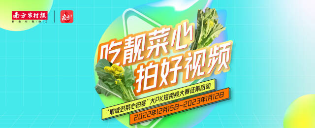 吃靓菜心，拍好视频，“增城迟菜心拍客”大PK短视频大赛今日启动