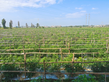 周怀峰：多措并举提升冬种菜市场竞争力 | 飞渡计划系列报道⑬