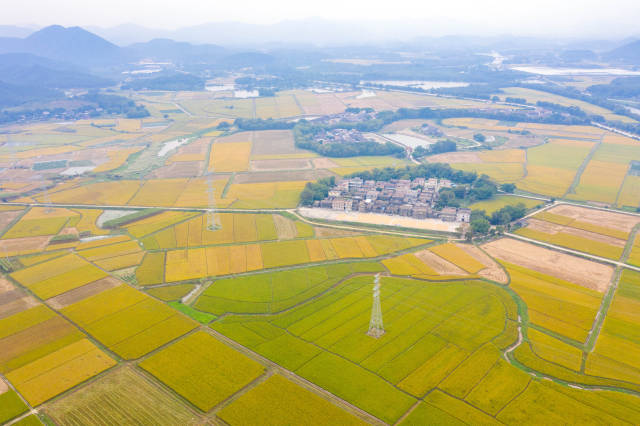廣東絲苗米豐收時(shí),，南粵大地披金,。程麒 攝