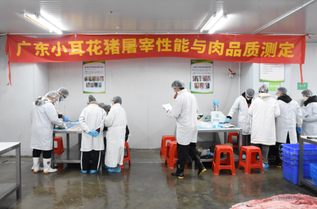 广东小耳花猪性能测定工作顺利完成