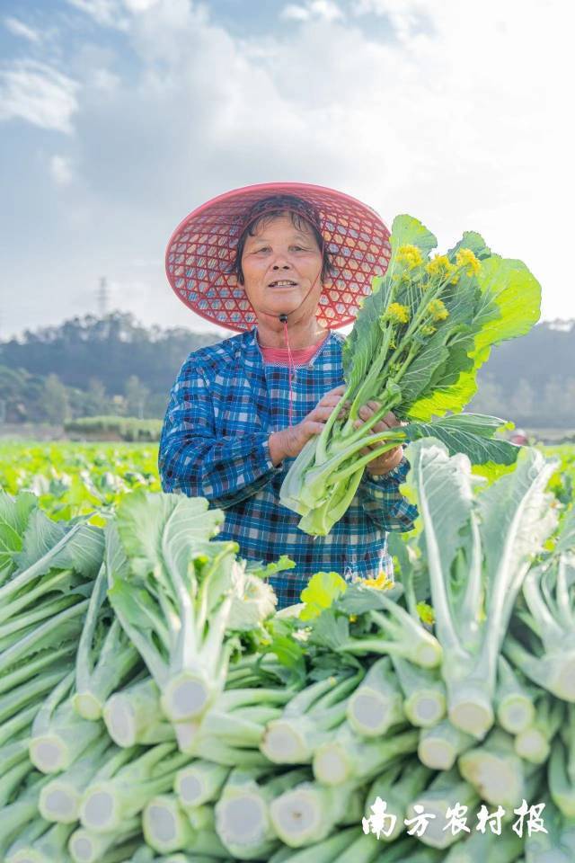 旺季时新鲜采收的增城迟菜心。