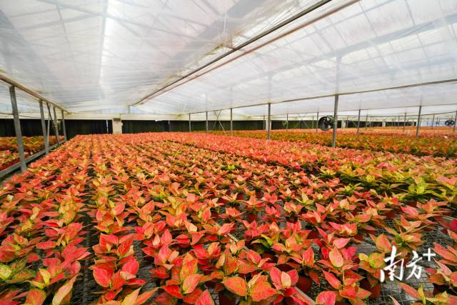 从化花卉标准化生产基地。 从化花卉标准化生产基地。