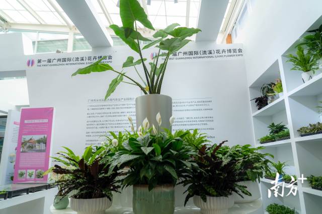 第一届花博会资料图。 第一届花博会资料图。