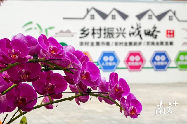 第一届花博会资料图。 第一届花博会资料图。