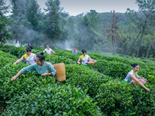精彩鹤山，多彩非遗｜鹤山红茶：甘醇蜜韵，茶暖情浓