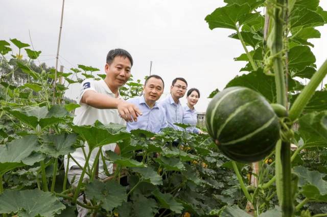农行广东分行发挥金融力量，助冬种菜顺利“飞渡”