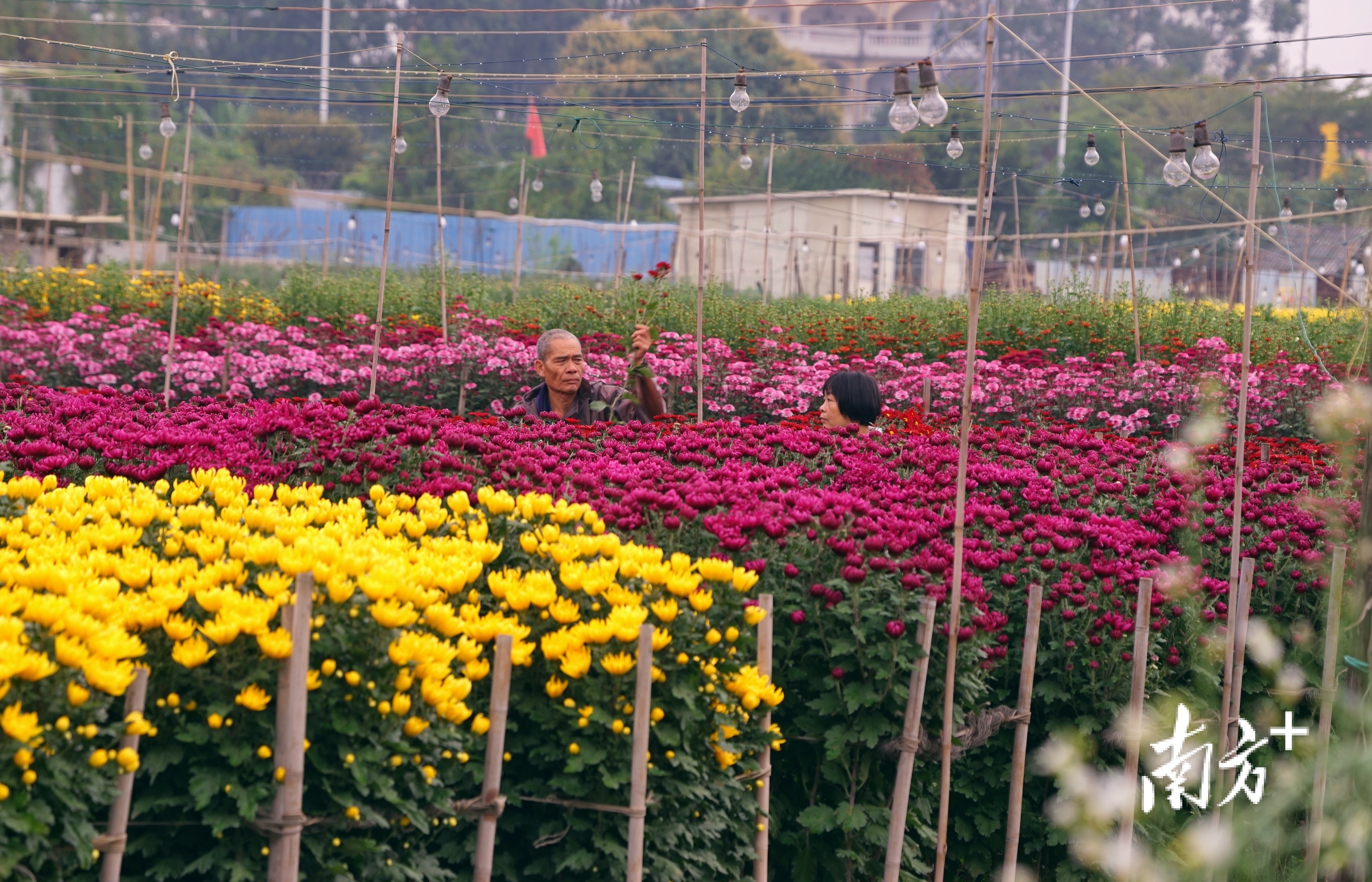 荔村是菊花之乡。 欧阳少伟 摄