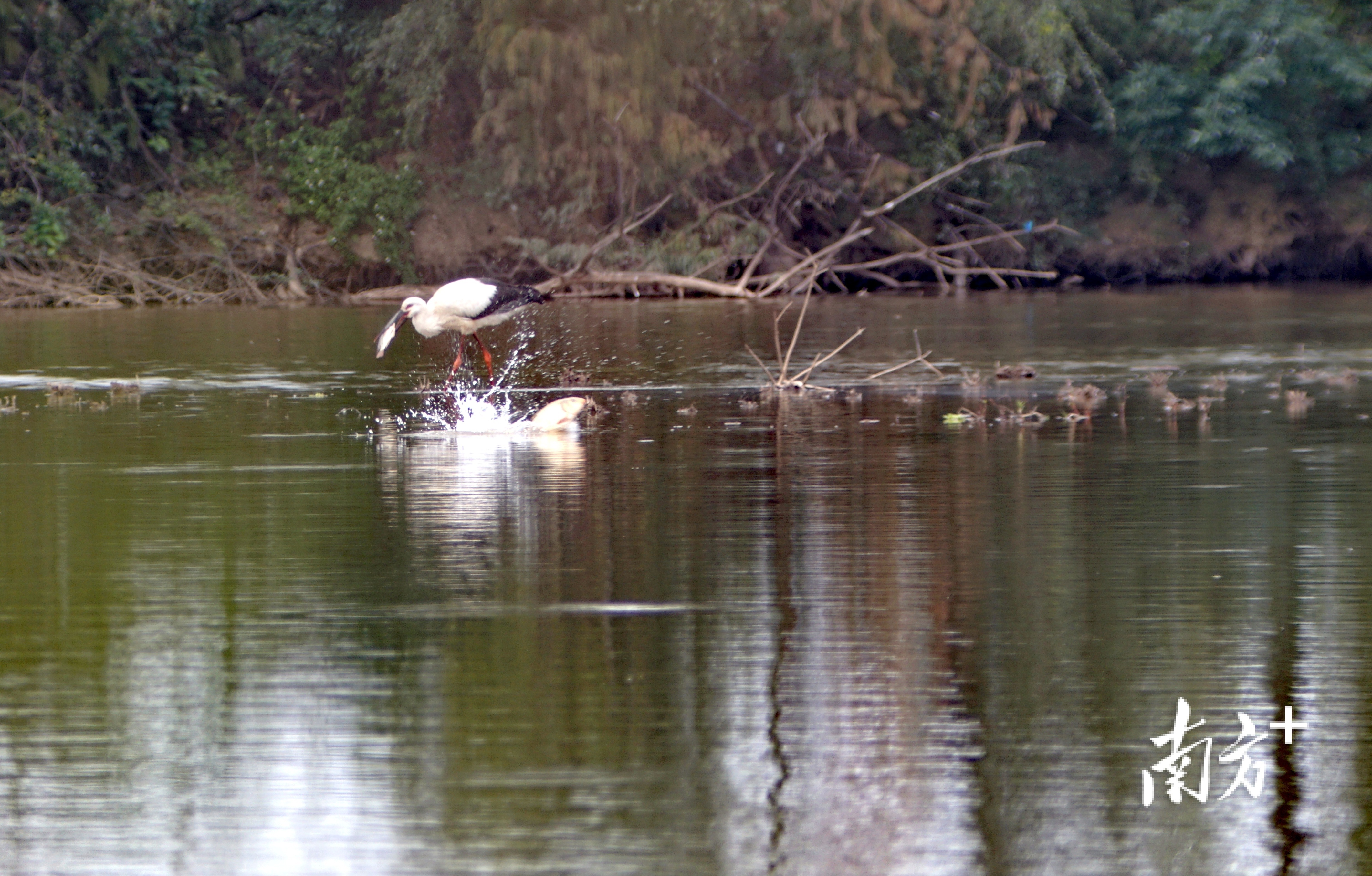 东方白鹳现身云东海湿地公园。朱倩 摄