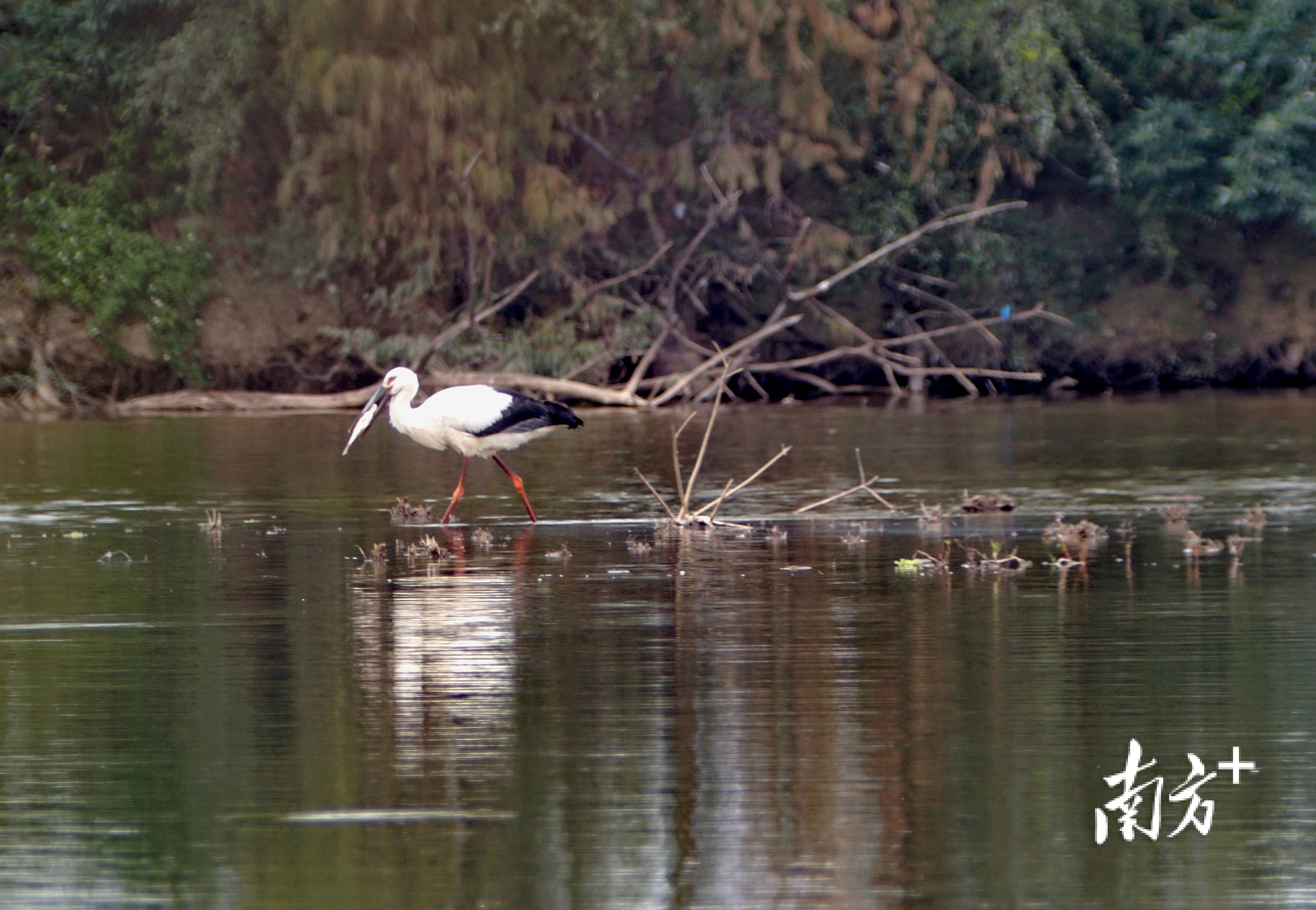 东方白鹳现身云东海湿地公园。朱倩 摄